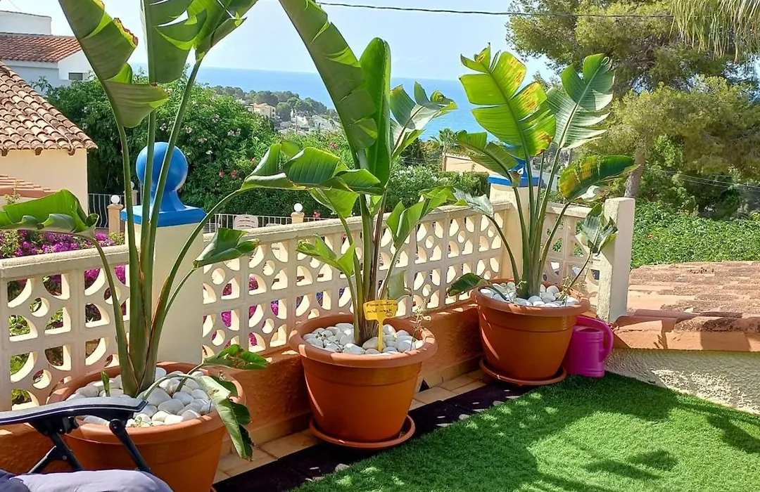 Villa Mimosa-1